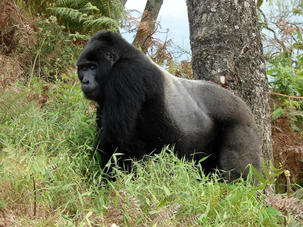 Kisoro Clouds Mountain Gorilla Lodge מראה חיצוני תמונה